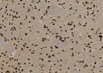 USP29 Polyclonal Antibody