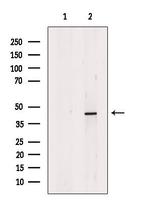 CAPG Antibody in Western Blot (WB)