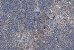 Phospho-RIP2 (Ser176) Antibody in Immunohistochemistry (Paraffin) (IHC (P))