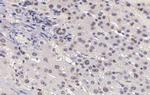 CARD6 Antibody in Immunohistochemistry (Paraffin) (IHC (P))