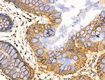 CARD6 Antibody in Immunohistochemistry (Paraffin) (IHC (P))