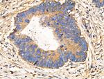 CARD6 Antibody in Immunohistochemistry (Paraffin) (IHC (P))