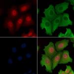 GANP Polyclonal Antibody