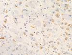 GANP Antibody in Immunohistochemistry (Paraffin) (IHC (P))