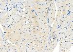 COPS3 Antibody in Immunohistochemistry (Paraffin) (IHC (P))