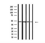 COPS3 Antibody in Western Blot (WB)