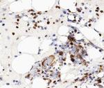 MCM5 Polyclonal Antibody