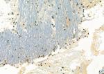 NKX3.1 Polyclonal Antibody