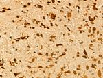 CCNL1 Antibody in Immunohistochemistry (Paraffin) (IHC (P))