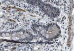 Peripherin Antibody in Immunohistochemistry (Paraffin) (IHC (P))
