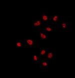 UBA2 Antibody in Immunocytochemistry (ICC/IF)