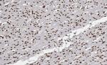 USF2 Polyclonal Antibody