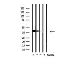 USF2 Antibody in Western Blot (WB)