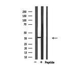 USF2 Antibody in Western Blot (WB)