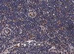 PDZD2 Antibody in Immunohistochemistry (Paraffin) (IHC (P))