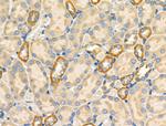 PDZD2 Antibody in Immunohistochemistry (Paraffin) (IHC (P))