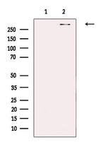 PDZD2 Antibody in Western Blot (WB)