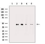 DLX3 Antibody in Western Blot (WB)