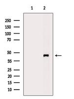 DLX3 Antibody in Western Blot (WB)
