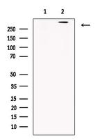 REV3L Antibody in Western Blot (WB)