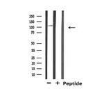 THRAP4 Antibody in Western Blot (WB)
