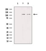 THRAP4 Polyclonal Antibody
