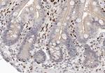 CDK2AP2 Antibody in Immunohistochemistry (Paraffin) (IHC (P))