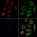 TAF1 Antibody in Immunocytochemistry (ICC/IF)