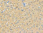 RPS9 Polyclonal Antibody