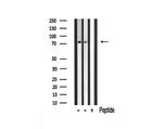 MAN1B1 Polyclonal Antibody