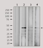 CBX6 Polyclonal Antibody