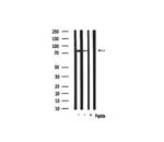 RBAK Polyclonal Antibody