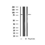 RhoBTB1/RhoBTB2 Antibody in Western Blot (WB)