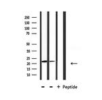 DIRAS1 Antibody in Western Blot (WB)