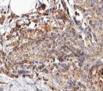 BCAR3 Antibody in Immunohistochemistry (Paraffin) (IHC (P))