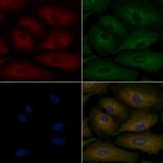 MRC2 Polyclonal Antibody