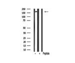 MRC2 Antibody in Western Blot (WB)