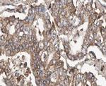 POFUT2 Polyclonal Antibody