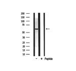 DOK3 Antibody in Western Blot (WB)