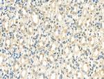 NeuroD2 Antibody in Immunohistochemistry (Paraffin) (IHC (P))