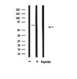 CERKL Antibody in Western Blot (WB)