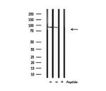 AKAP2 Antibody in Western Blot (WB)