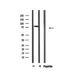 AKAP2 Antibody in Western Blot (WB)