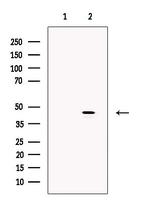 NCK2 Antibody in Western Blot (WB)