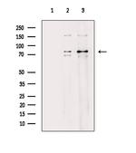 MARK4 Polyclonal Antibody