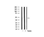 MOK Antibody in Western Blot (WB)