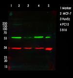 AKT Pan Antibody in Western Blot (WB)