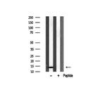RPL31 Antibody in Western Blot (WB)