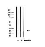 H1FOO Polyclonal Antibody