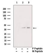 Phospho-ERK1/ERK2 (Tyr204) Antibody in Western Blot (WB)